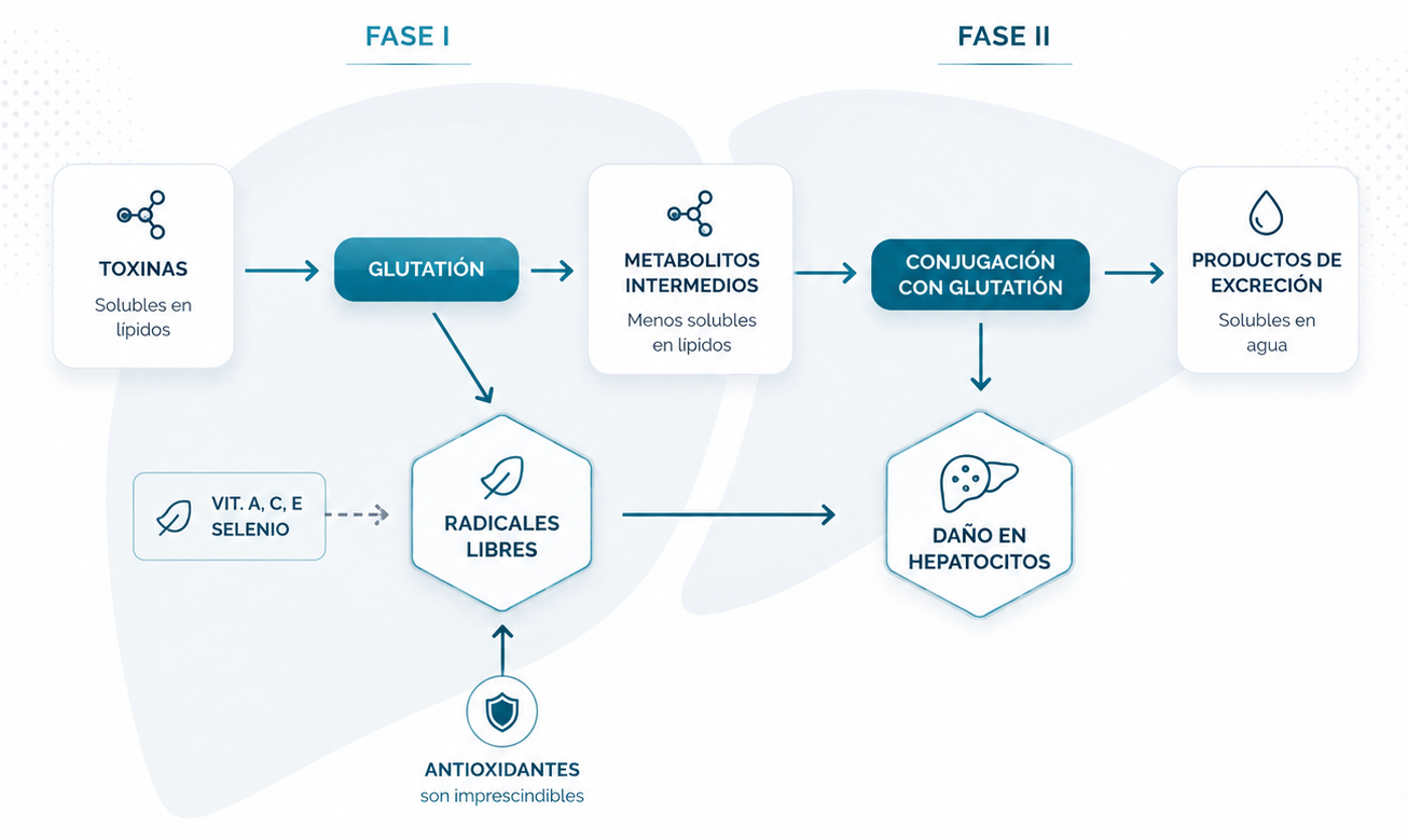 Esquema del proceso de detoxificación hepática: Fase I (transformación), Fase Intermedia (estrés oxidativo) y Fase II (conjugación y eliminación)
