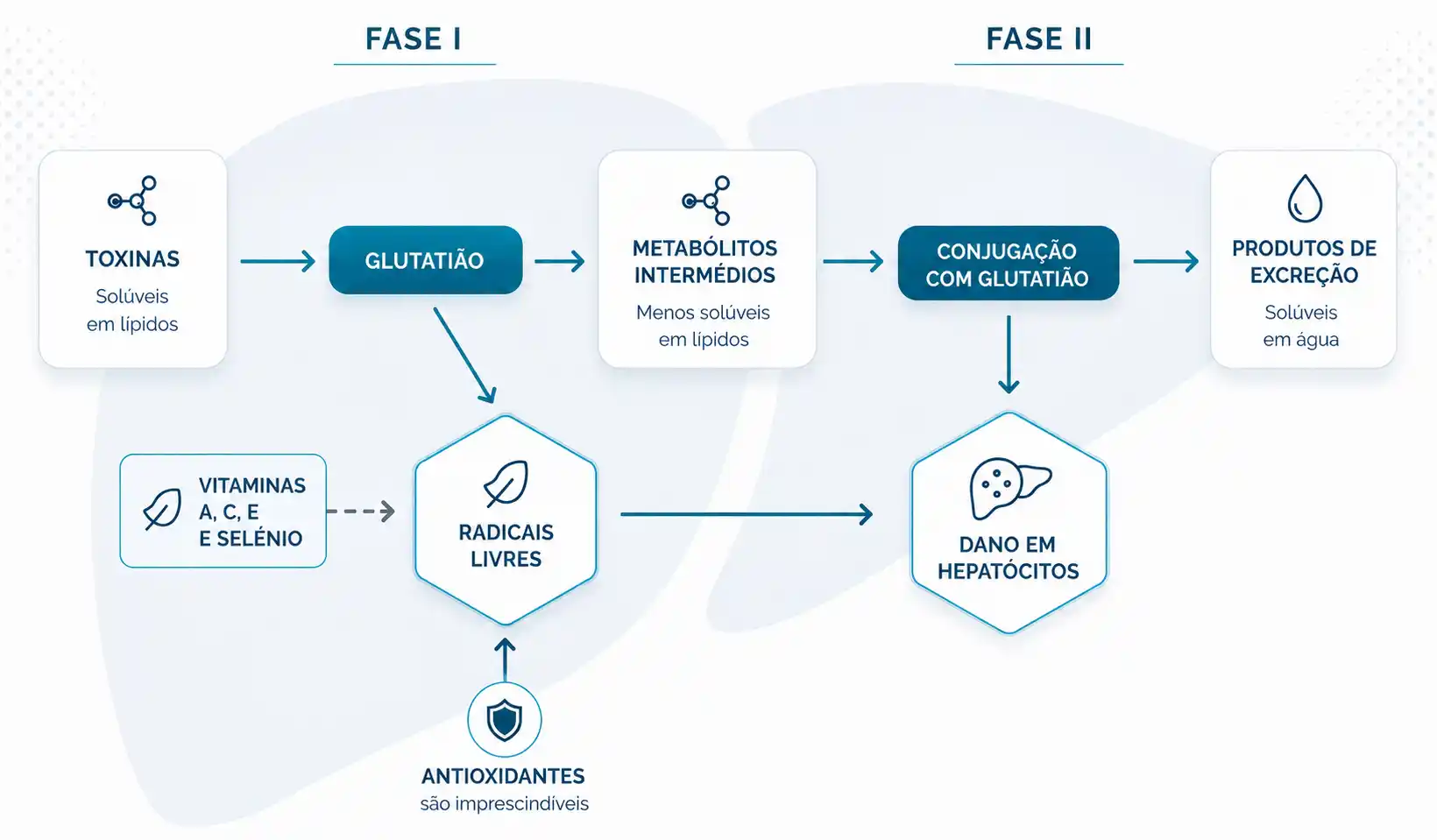 Esquema do processo de desintoxicação hepática: Fase I (transformação), Fase Intermédia (stress oxidativo) e Fase II (conjugação e eliminação)