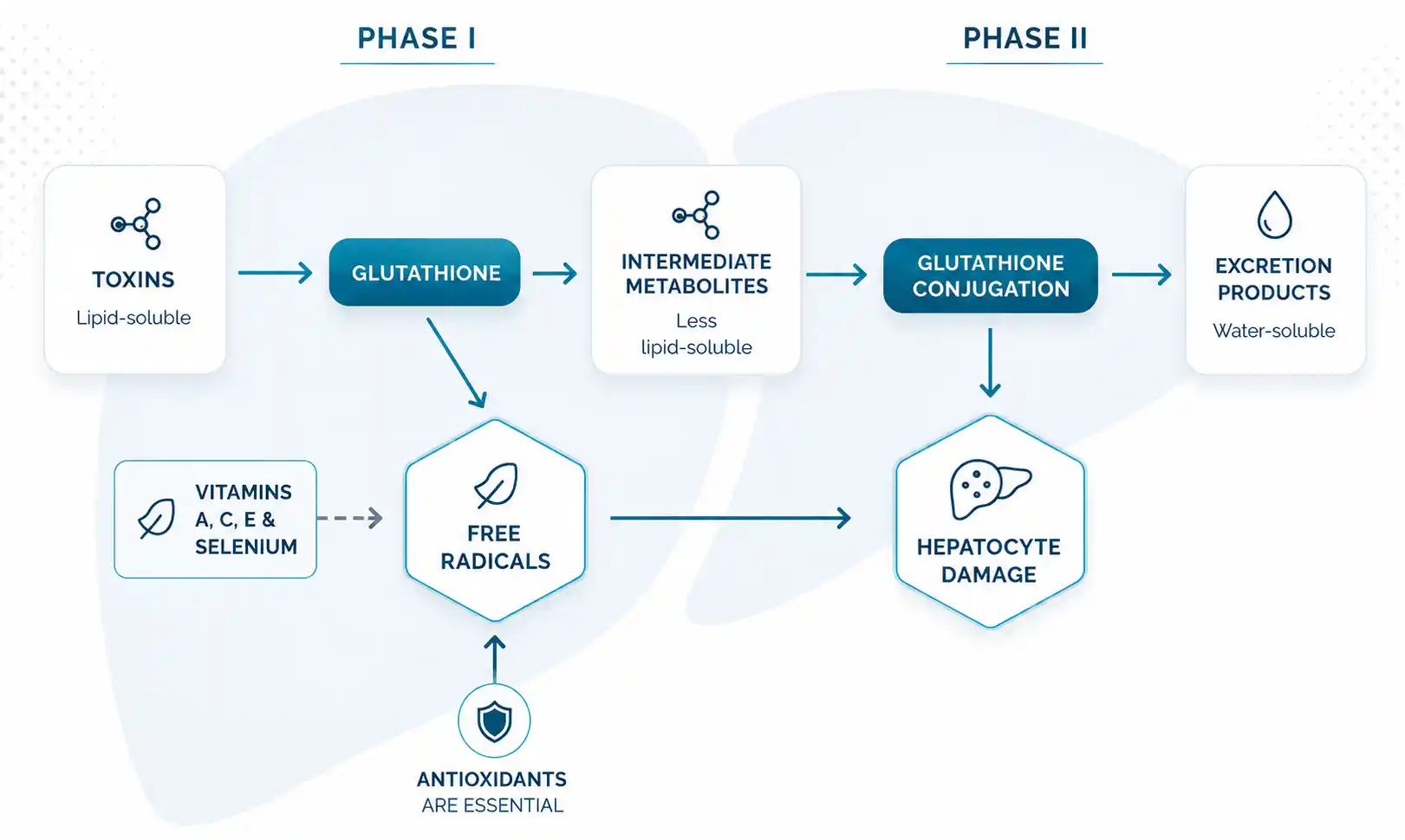 Diagram of the liver detoxification process: Phase I (transformation), Intermediate Phase (oxidative stress) and Phase II (conjugation and elimination)